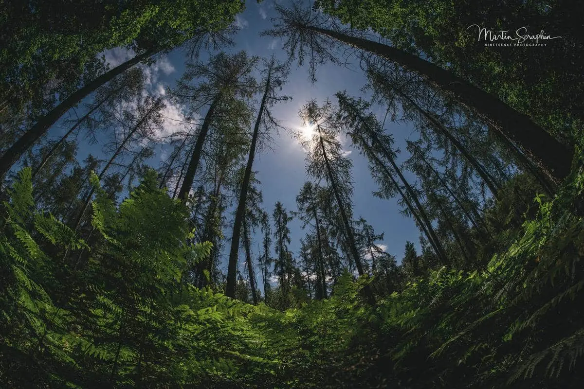Landschaftsimpression aus der Rureifel und dem Nationalpark Eifel (1)