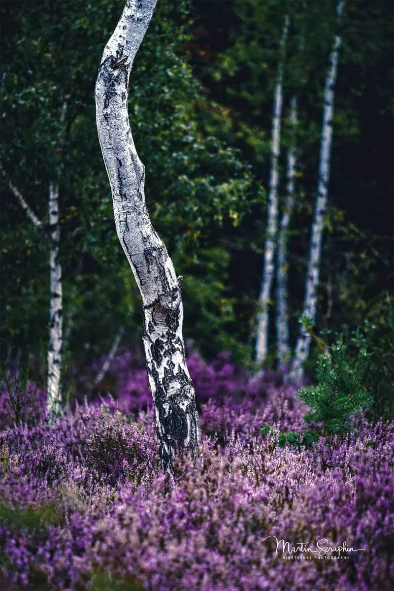 Landschaftsimpression aus der Rureifel und dem Nationalpark Eifel (13)