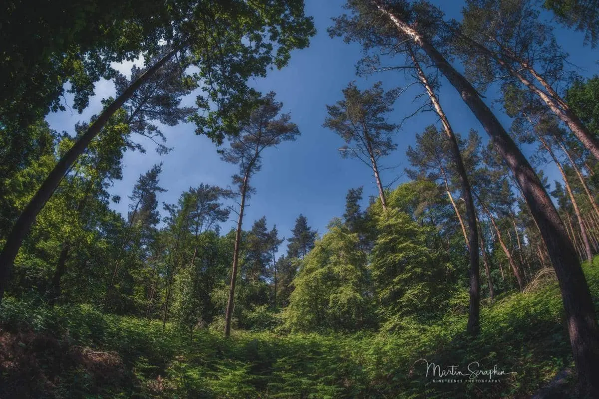 Landschaftsimpression aus der Rureifel und dem Nationalpark Eifel (15)
