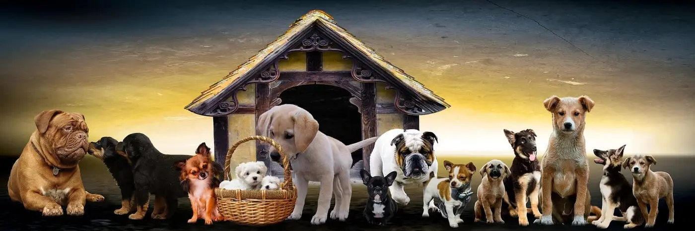 Many dogs – camping with a dog at Campingplatz Hetzingen