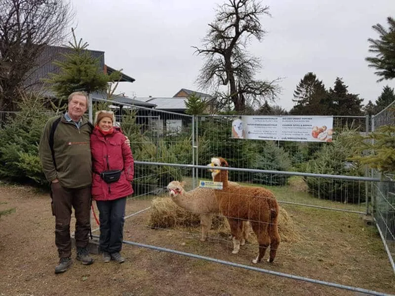 Alpaga lors d’une randonnée guidée avec Anne Knein à Nideggen