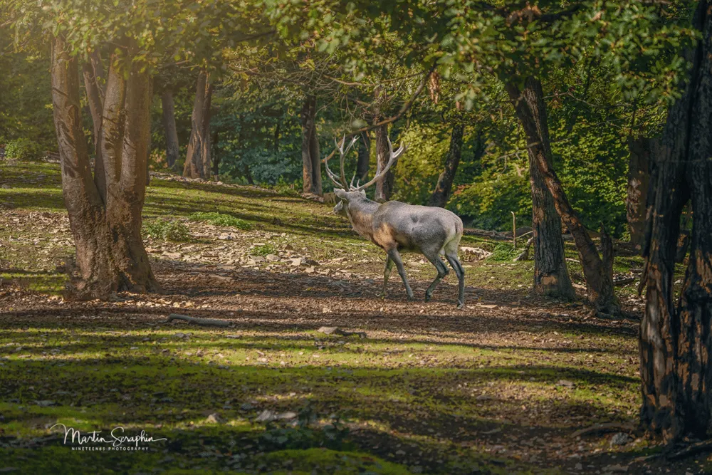 Cerf élaphe bramant au Wildpark Schmidt, près du parc national de l’Eifel